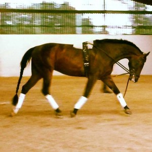 10896876_847394942016175_7733790714098061991_n