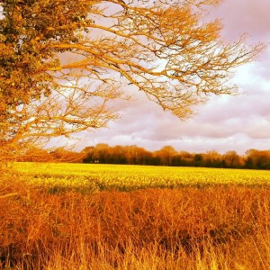 11179998_776010105846895_1555209106_n