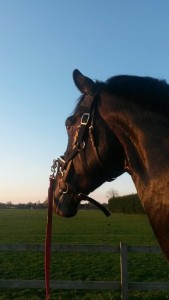 11195404_780675792046993_853026630_n