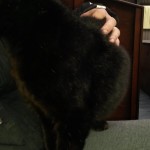 The cat joined me for breakfast