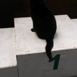 This cat knows where he belongs!