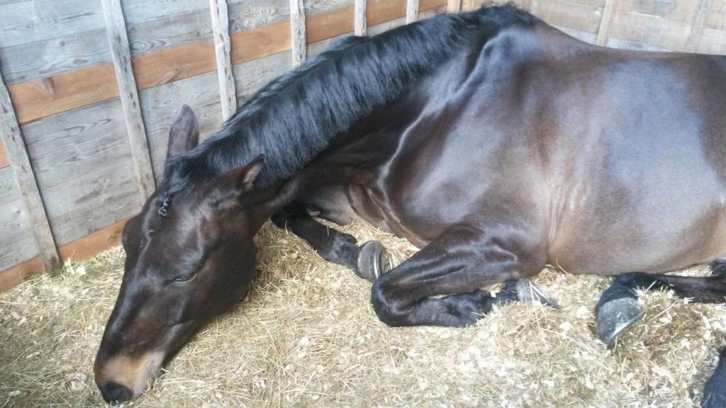 Mid day snooze on Sunday