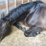 Mid day snooze on Sunday