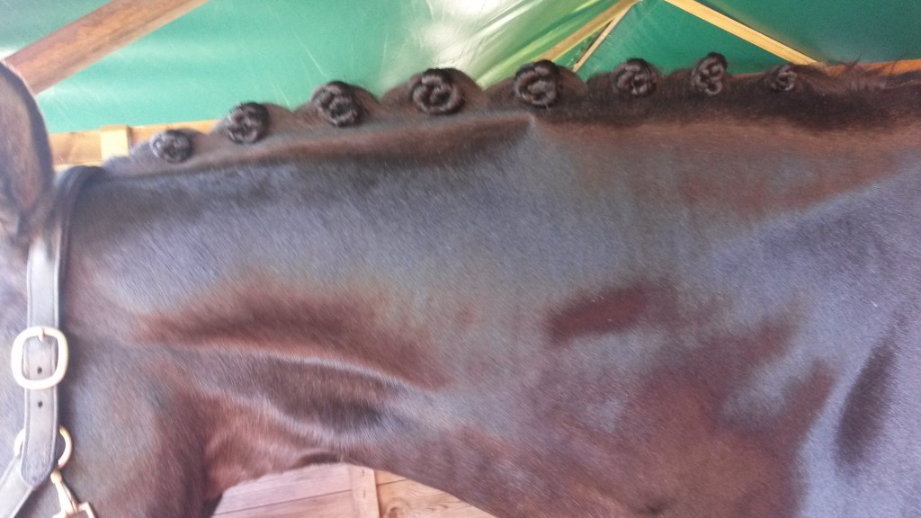 More plaits from Saturday!