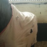 Hubert may need a new fly rug?