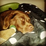 11287359_797947033653202_1476157513_n