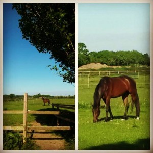 11310998_797947533653152_1898410612_n