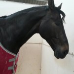 11328914_797947516986487_2099972619_n