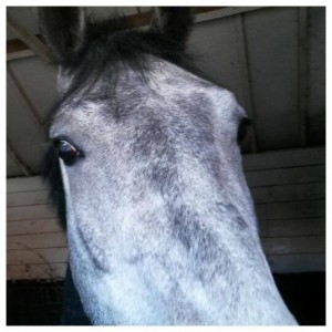 11414505_801664089948163_612808579_n