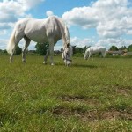 11647163_808986189215953_1234173206_n