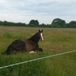 11650503_808986272549278_519872896_n