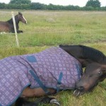 11650568_808986209215951_2004879892_n