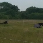 11650847_808986265882612_1848343886_n