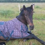 11652135_808986259215946_386056969_n