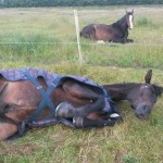 11652156_808986235882615_258085721_n