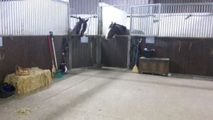 Ninky & Daisy settled in